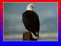 Aigle 008